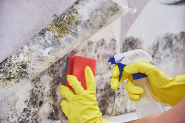 Best Mold Prevention Services in Fenton, MO